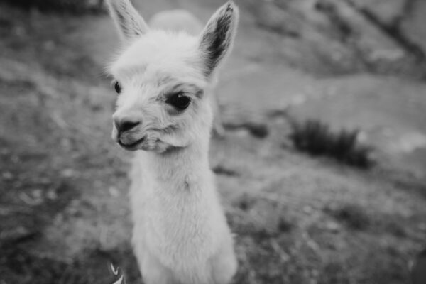 Pilgrimage Peru 23-27